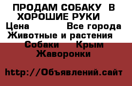 ПРОДАМ СОБАКУ  В ХОРОШИЕ РУКИ  › Цена ­ 4 000 - Все города Животные и растения » Собаки   . Крым,Жаворонки